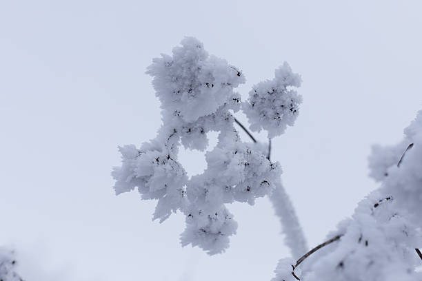 A branch of a bush with dry fruits covered with hoarfrost on a cold and foggy winter day. The photo is suitable for background, posters,wallpapers or magazines.\nCanon EOS R5 II, 1/320, f/5, 35 mm.