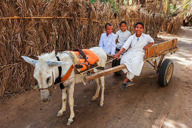 Three smiling boys dressed in white robes sit in a simple wooden cart pulled by a white donkey along a shaded dirt path. The donkey wears an orange harness and the cart has basic wooden shafts and rubber wheels. A tall fence of dried palm fronds and scattered palm trees line the route, creating a calm, rustic oasis atmosphere that captures everyday rural life and traditional transport.