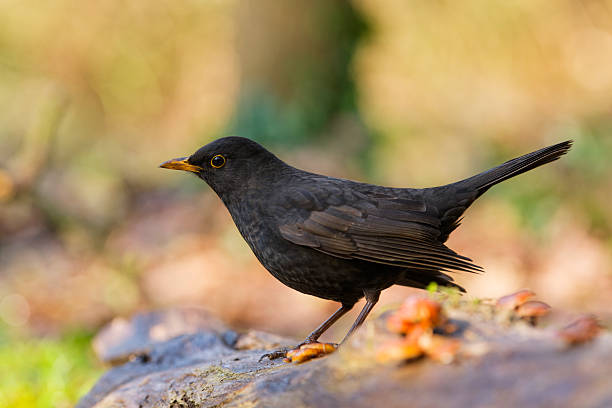 Blurred shadow of a black crow flying over concrete stairs in summer
