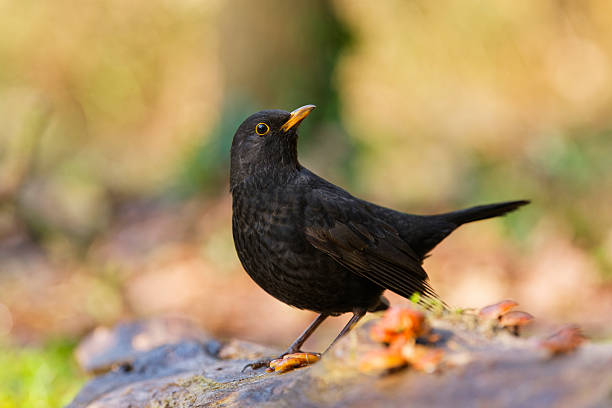 Blackbird with its distinctive yellow beak and eye ring, standing atop a fence post.