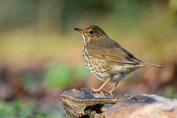 Song Thrush in the countryside