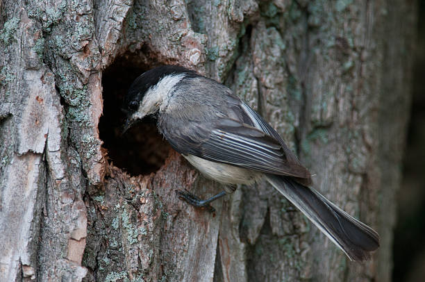 Black-capped Chickadee perched on a tree trunk and looking into a hole