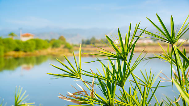 Panoramic landscape view across large river in africa with grass reeds in foreground