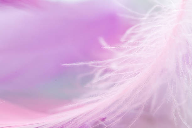istock Pink and purple feather  texture.  delicate feather texture, gentle pastel colors and airy light. 2257589869
