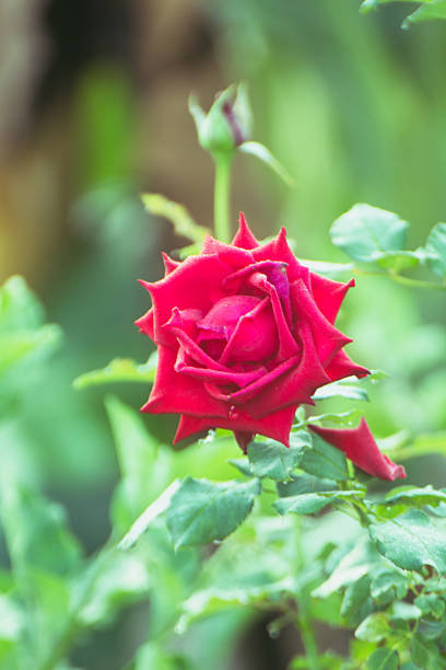 Close up Beautiful red rose bush abundant blooming