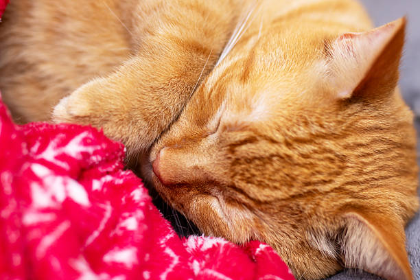 This is a close up view of a cat peacefully sleeping on a soft, warm red blanket, making the scene cozy and inviting