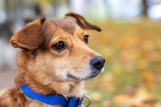 Portrait of beautiful and happy mixed-breed dog on autumn yellow leaves
