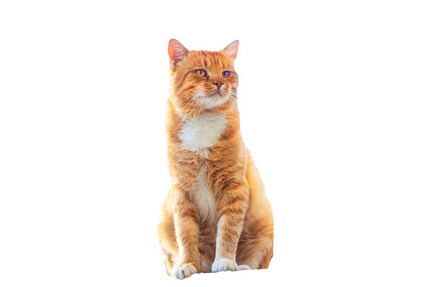 A striking orange and white cat is comfortably sitting on a stark white background, creating a visually appealing contrast