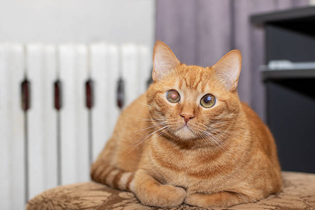 A cat that has only one eye is comfortably laying on a couch while intently looking directly at the camera in front of it
