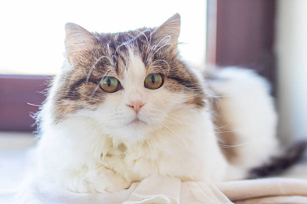 A curious cat is comfortably laying on a counter next to a window, gazing directly at the camera with its bright, captivating eyes