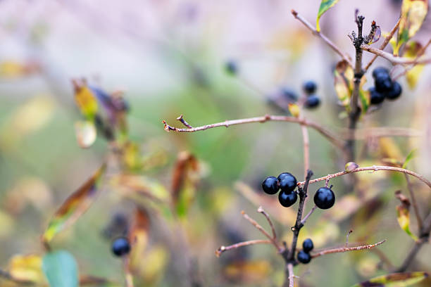 A cluster of ripe black berries is gracefully growing on a sturdy tree branch, showcasing natures beautiful offerings