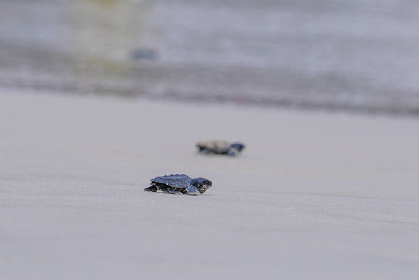 Olive Ridley turtle (Lepidochelys olivacea) hatchlings struggle independently toward the sea after being released at the Turtle Conservation Center on Lampuuk Beach, Aceh Besar, Aceh, Indonesia, on Tuesday. The release of 90 olive ridley turtle hatchlings is an effort to increase the turtle population in the wild and maintain the balance of the marine ecosystem. (Lepidochelys olivacea) hatchlings struggle independently toward the sea after being released at the Turtle Conservation Center on Lampuuk Beach, Aceh Besar, Aceh, Indonesia, on Tuesday. The release of 90 olive ridley turtle hatchlings is an effort to increase the turtle population in the wild and maintain the balance of the marine ecosystem.