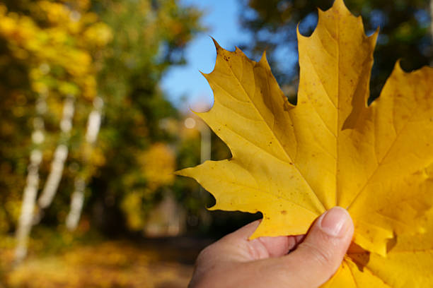 A hand holds maple leaves. Autumn background. No face, only the hand and yellow leaves. Close-up.