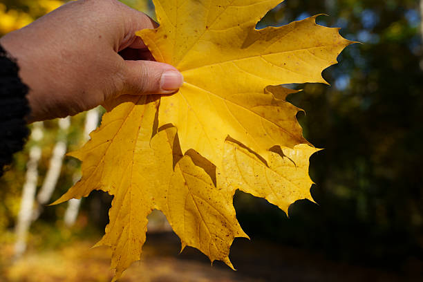 A hand holds maple leaves. Autumn background. No face, only the hand and yellow leaves. Close-up.