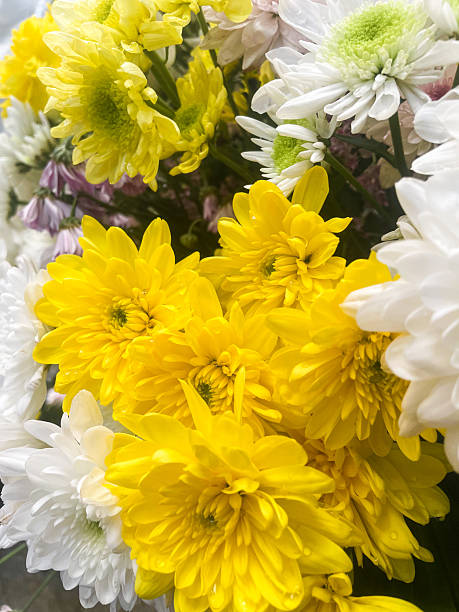 istock Chrysanthemum carnation flower bouquet 2257594595