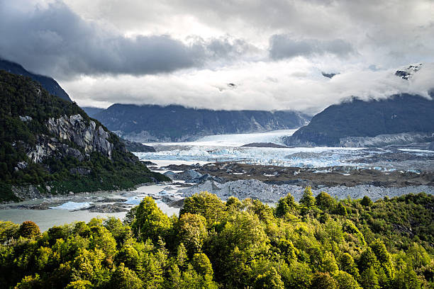 Layered landscape showing dense green treetops in the foreground and a broad glacier tongue extending through a deep mountain valley. The scene highlights the meeting point between forest and ice in Patagonia.