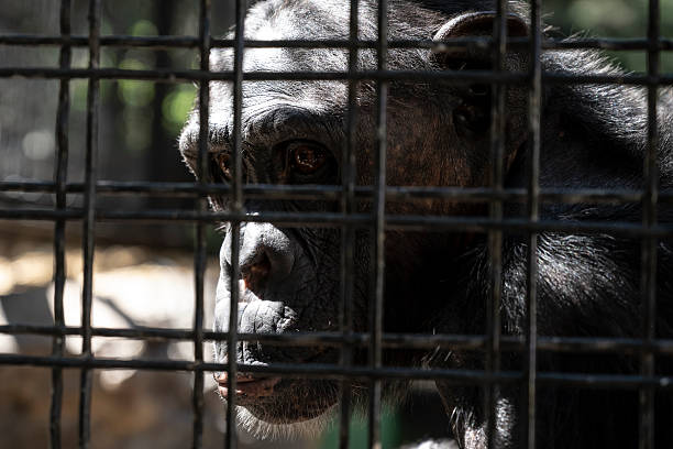 istock Contemplative chimp behind bars, Powerful image of chimpanzee in captivity emphasizing urgency for conservation efforts and awareness 2257595862