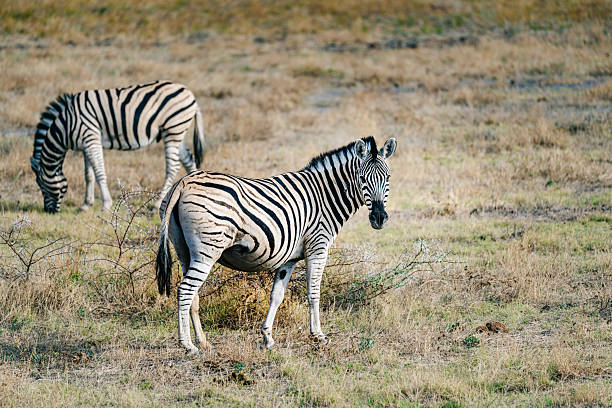 Two zebras graze in the dry savanna of Etosha National Park, Namibia. A peaceful wildlife scene showcasing African mammals, striped coats, and open grassland habitat.
