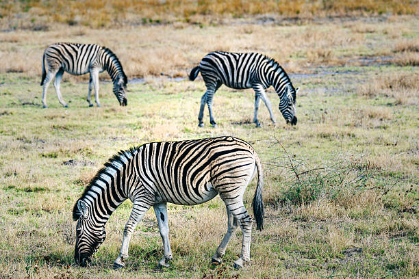 Zebras graze on dry savanna grass in Etosha National Park, Namibia, showcasing peaceful wildlife in a wide open landscape with striped coats and a calm herd setting.