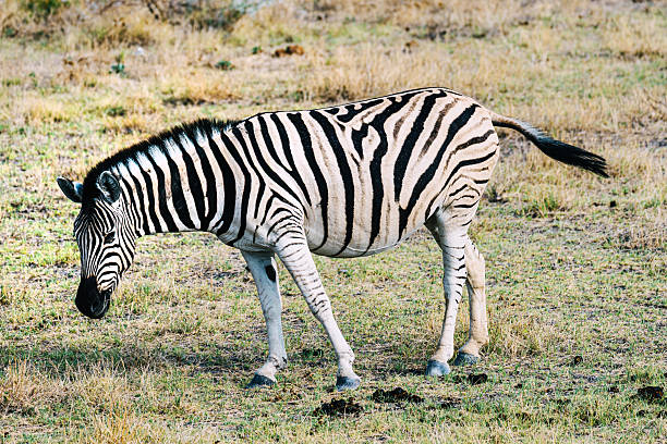 A zebra calmly grazes on the dry savannah in Etosha National Park, Namibia, showcasing striking black-and-white stripes and a peaceful, natural wildlife scene.