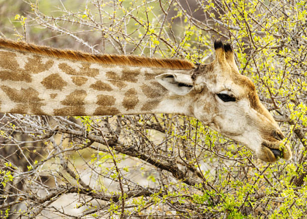 A giraffe stretches to nibble fresh leaves from thorny shrubs in Etosha National Park, Namibia. The scene blends wildlife, nature and travel themes with a calm, natural feel.