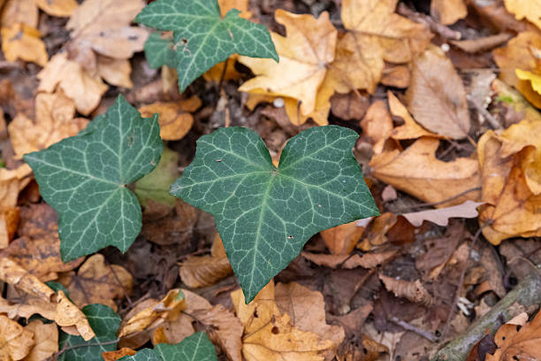 Common ivy leaves creating a green contrast against dry brown and yellow autumn foliage