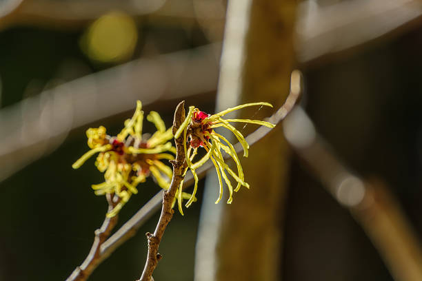 witch hazel in bloom and cream pot of black ceramic in the background, isolated on white, sample text hamamelis