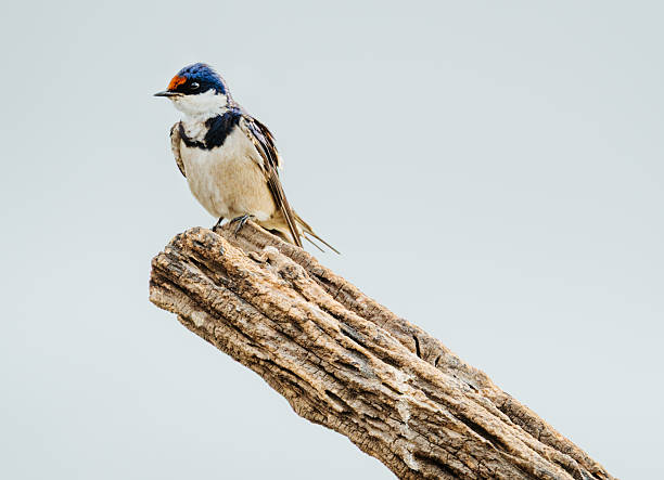 A small kingfisher with a blue crown and white throat sits perched on a rugged, weathered branch. The pale background emphasizes wildlife and natural beauty in Botswana's Chobe region.