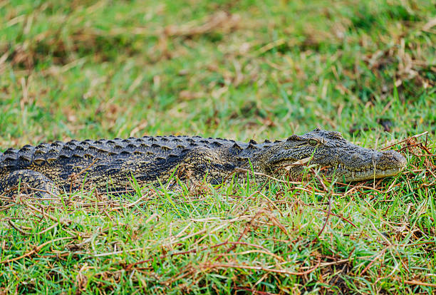 A crocodile lies low in a grassy area of Chobe National Park, Botswana, calmly blending with the greens. This wildlife shot captures natural habitat, stillness, and raw reptile presence in Africa.