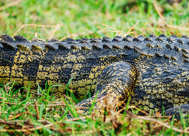 A detailed close-up of a crocodile's scaly hide resting in grass in Chobe National Park, Botswana. Textured pattern, earthy tones, and wild habitat capture raw nature and wildlife.