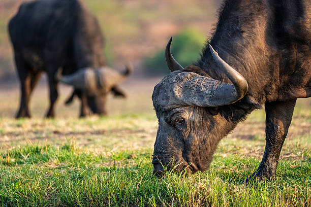 Front view of a tied buffalo standing still