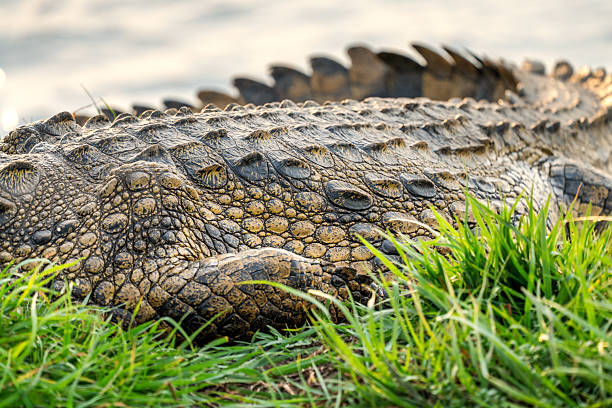 A detailed close-up of a crocodile resting among tall grass, showcasing rough textured scales and earthy tones. Wildlife scene from Botswana's Chobe National Park.