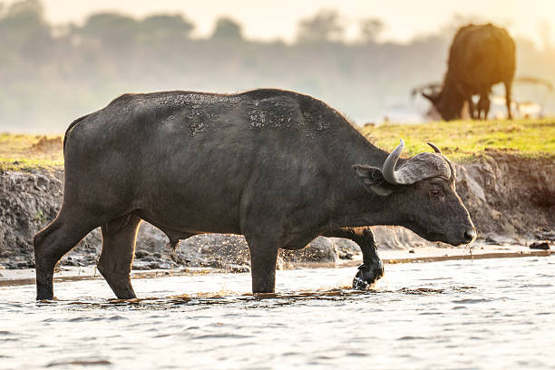A lone African water buffalo wades through shallow river water in Chobe National Park, Botswana, as the savanna lights glow at sunset. The herd rests nearby, creating a peaceful wildlife scene.