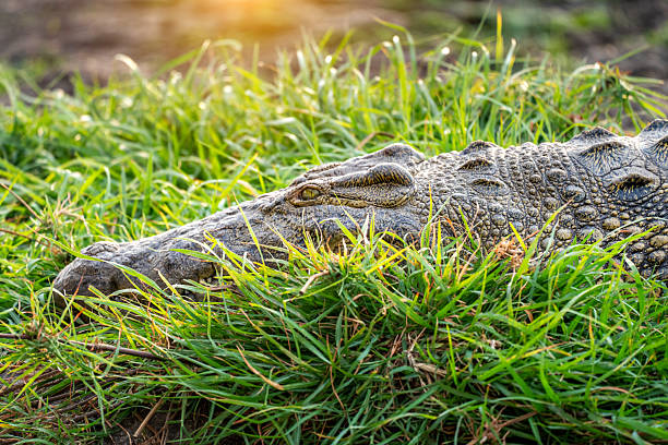 A crocodile lies low among tall grass in Botswana's Chobe National Park, blending with its surroundings. The calm scene highlights wildlife behavior, sunlit vegetation, and the rugged beauty of African wilderness.