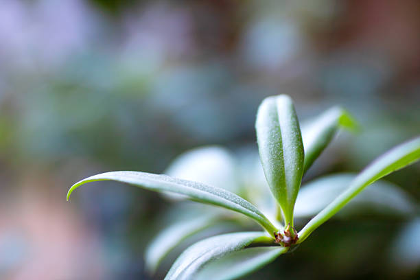 This is a closeup image of a vibrant plant displayed prominently, while a soft, blurred background creates a beautiful context for it