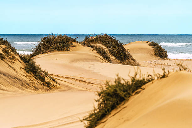 Golden sand dunes meet the turquoise Atlantic at Sandwich Bay, Namibia. Sparse shrubs frame a tranquil coastal landscape under a clear blue sky, evoking calm, natural beauty and wanderlust.