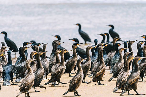 A large flock of cormorants gathered on the sandy shore of Sandwich Bay, Namibia. The coastal scene highlights wildlife, nature, and ocean vibes with a busy bird colony along the coast.