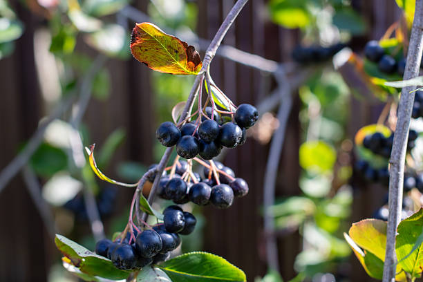 A collection of juicy black berries hanging delicately from a tree branch