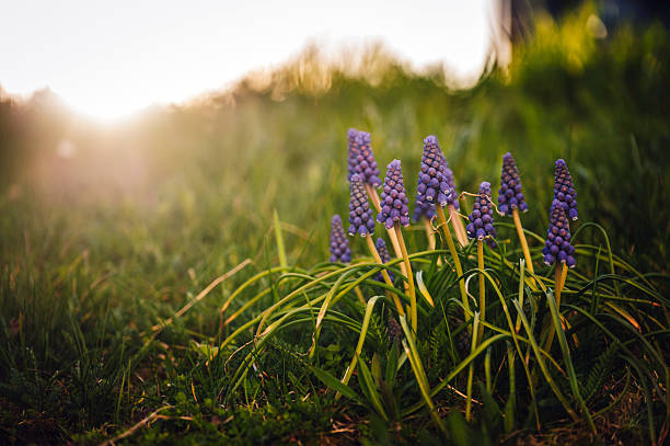 A plant with purple-blue flowers, known as grape hyacinth (Muscari)