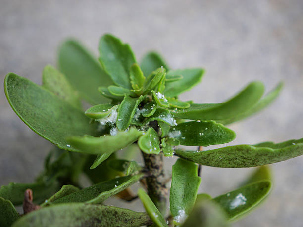 CLOSE UP, DOF: Green succulent plant infested with harmful mealybugs. White, cottony insects are clustered near the stem and new growth, Common pest problem appearing on houseplants in home jungle.