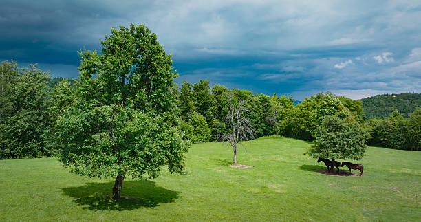 Wide angle view over green fields and blue sky on a beautiful day