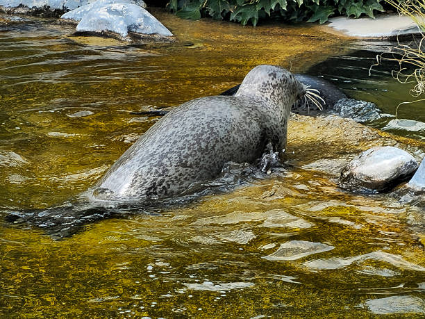 A young Harbor seal swims in a pool