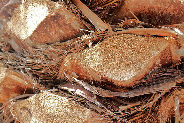 Close up palm tree trunk