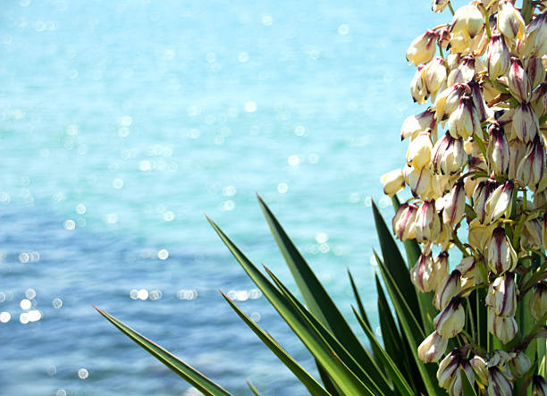 Yucca plant with flowers by a sparkling blue sea.