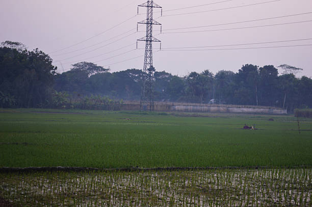 Vibrant green rice paddies glow at sunset, lined by palm trees along the horizon. A tranquil rural scene perfect for nature, travel, and agricultural stock imagery with a peaceful mood.