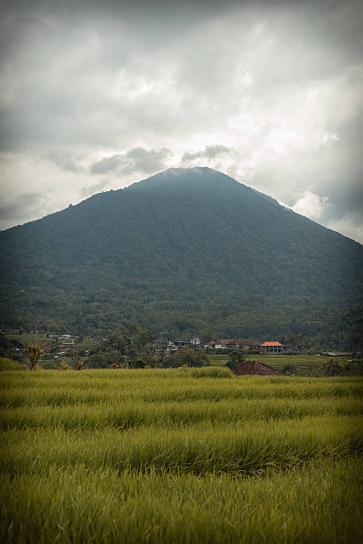 Agung volcano view surrounded by rice fields in Bali Indonesia
