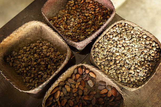 Close up of raw coffee beans, Bali, Indonesia