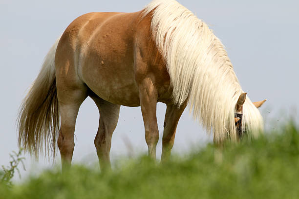 Wild horses living in a big meadow surrounded by mountains in a sunny day with blue sky