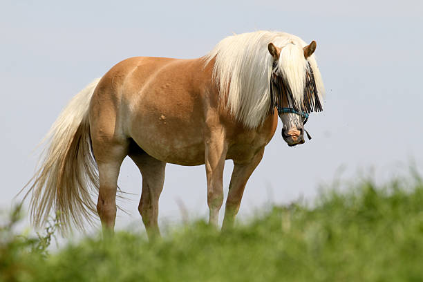 A blond horse stands on a grassy hill under a clear sky, captured from a low angle. The horse has a long light mane and tail and wears a fly mask, photographed outdoors in natural daylight. This calm rural scene represents farm life, animal care, countryside, and domestic livestock. No people.
