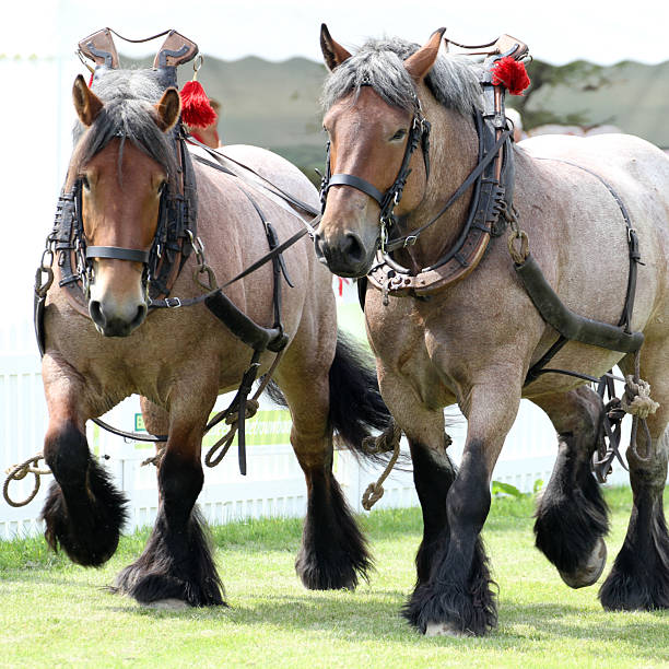 Mennonite horses and carriages are tied to a post in rural Ontario, Canada